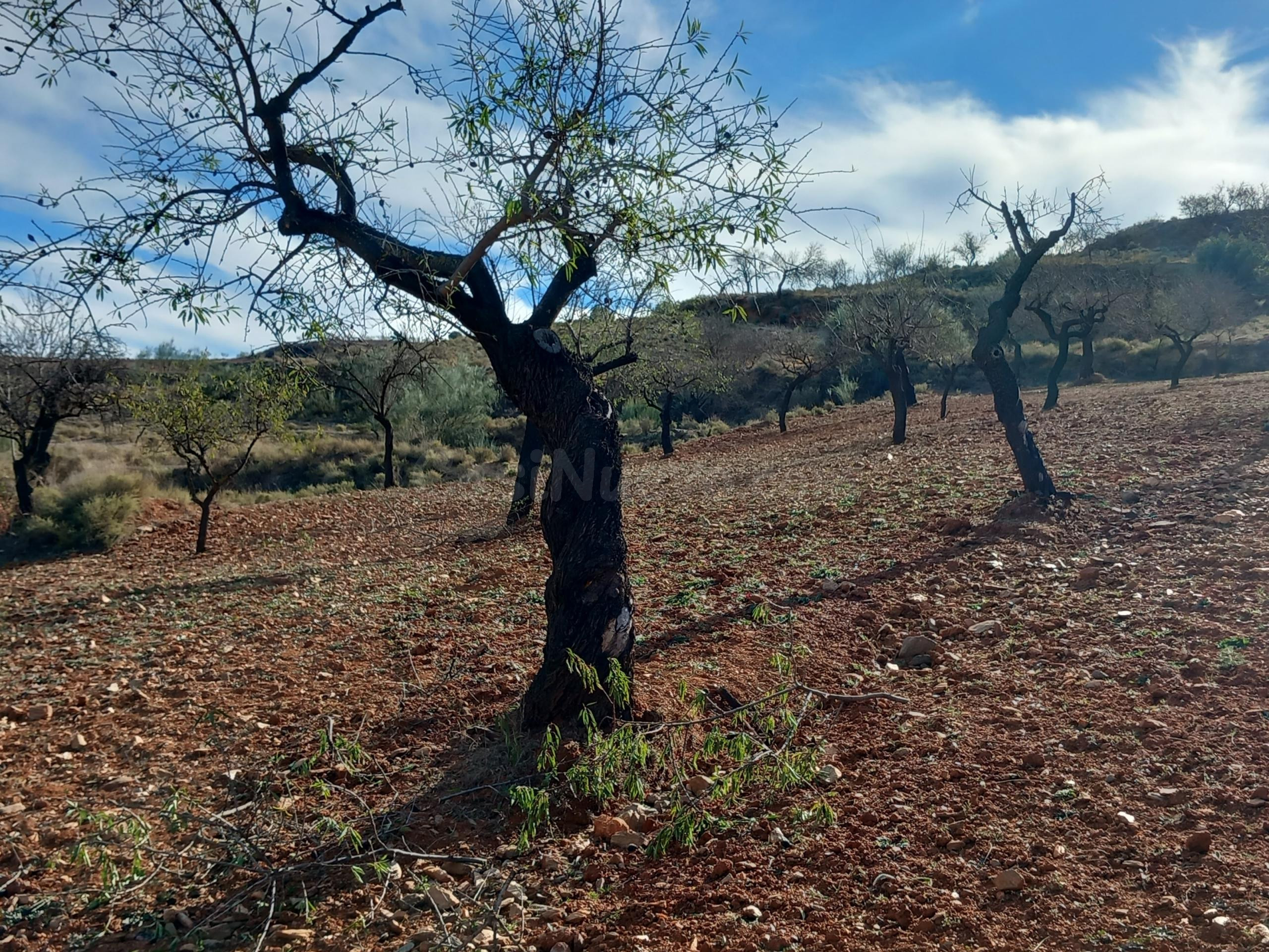 TERRENO URBANO CONSOLIDADO CON CORTIJO EN LUBRÍN - foto 3