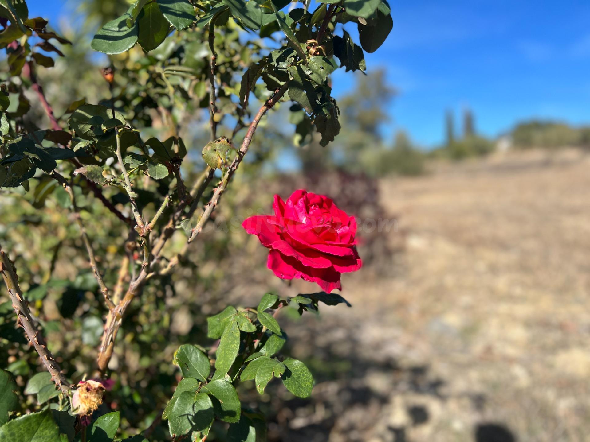 Terreno rústico con almendros y olivos en Almogía – 1,1 Hectáreas