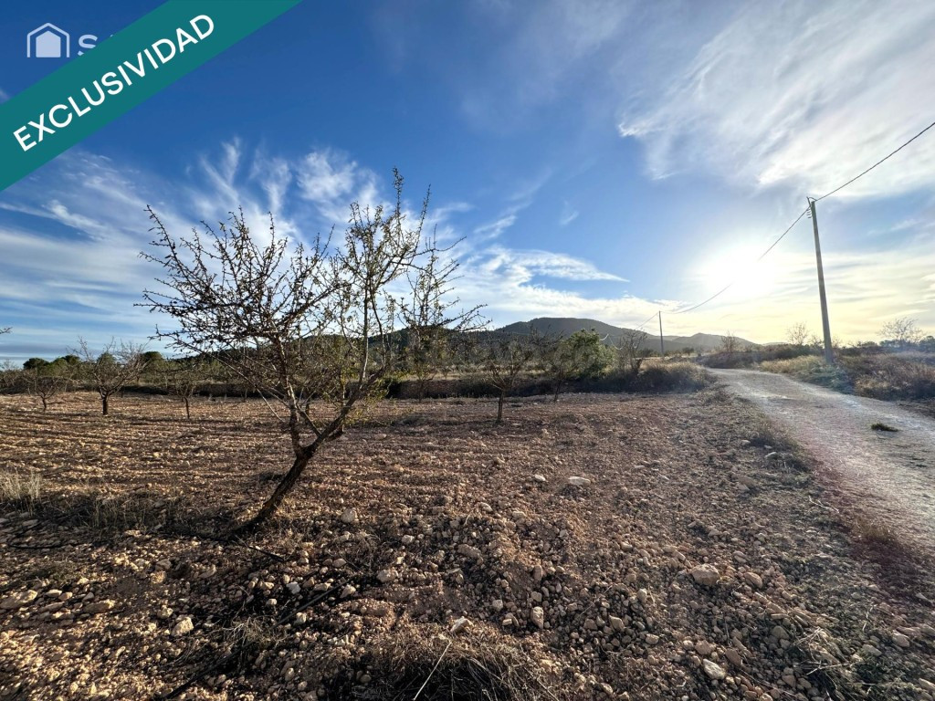 EXCLUSIVA OPORTUNIDAD – PARCELAS RÚSTICAS EN CASAS DE SANCHIS (MONOVAR)