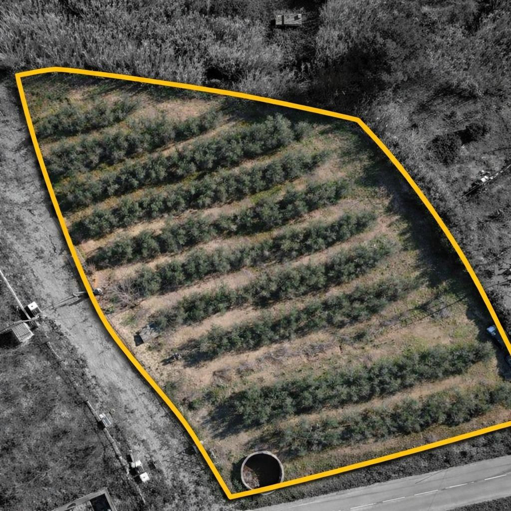 Finca rústica de 3.439 m2 con olivos, balsa y acceso directo