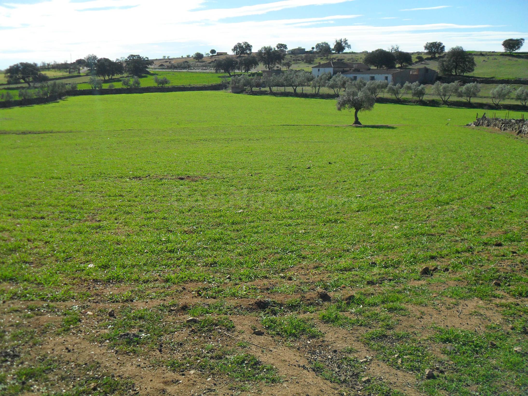 Se vende terreno de regadío (Huerta), con casa antigua en El - foto 3