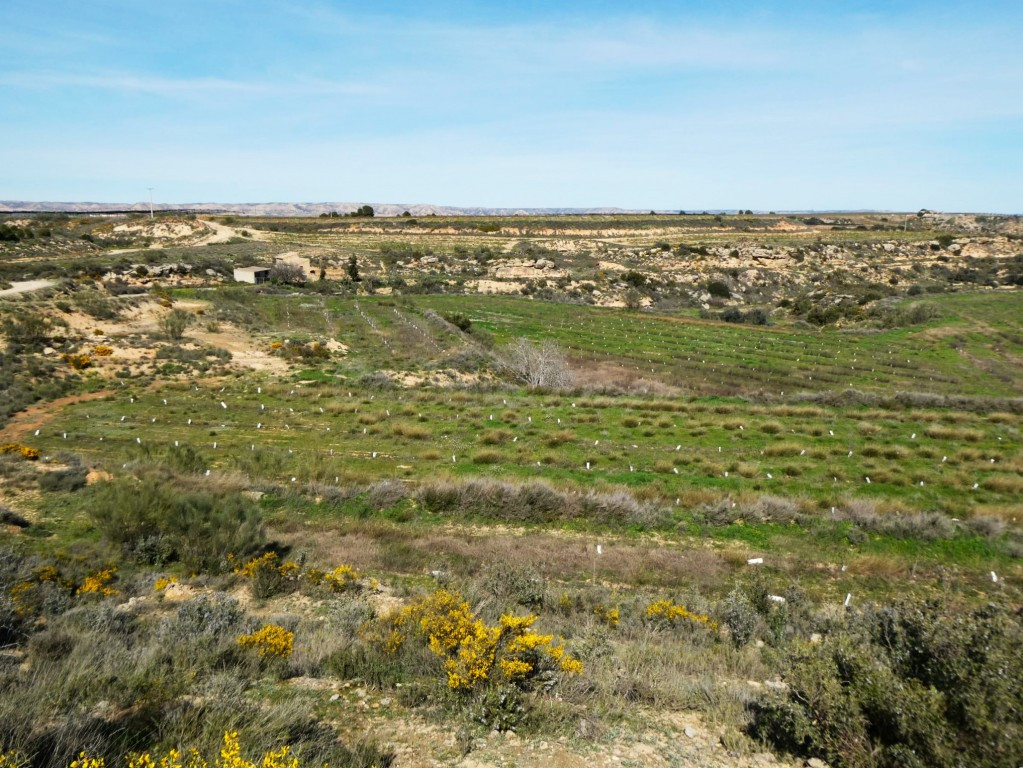 Suelo rústico en Venta en Caspe Zaragoza - foto 4