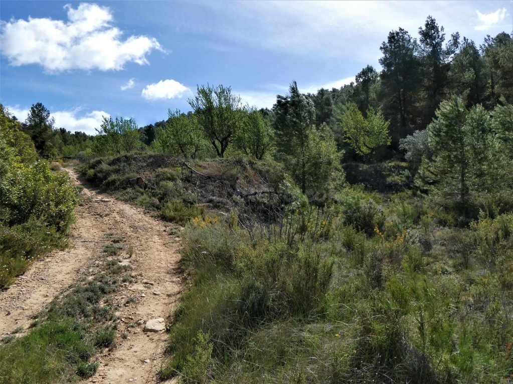 Suelo rústico en Venta en Lledo Teruel - foto 4
