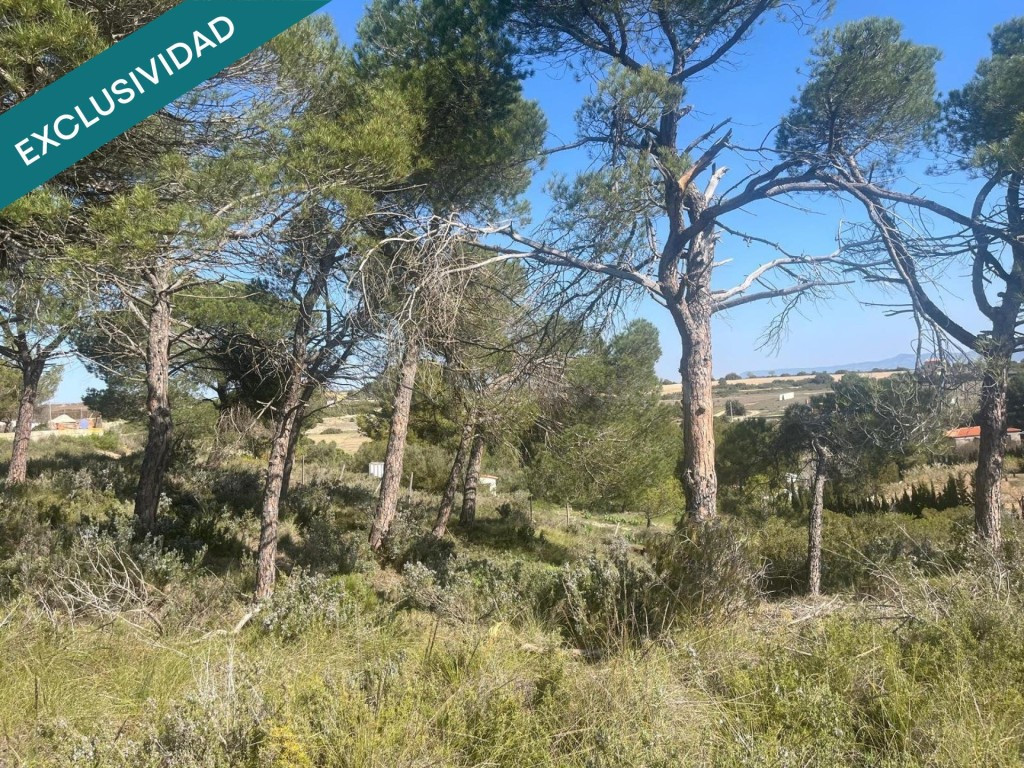 Finca rústica de 7.300 m² situada a tan solo 7 minutos de Almansa