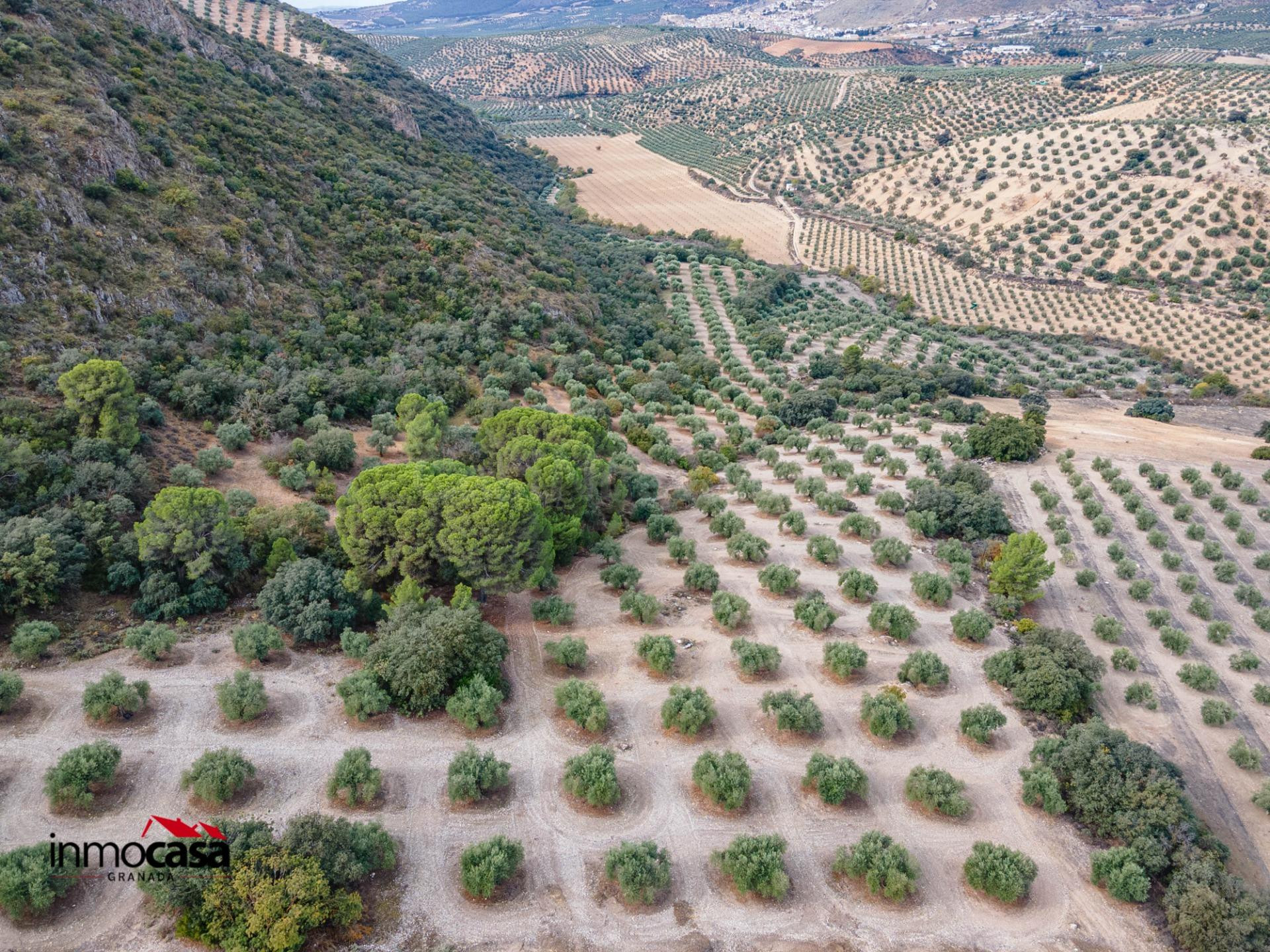 Finca de Olivos en Illora