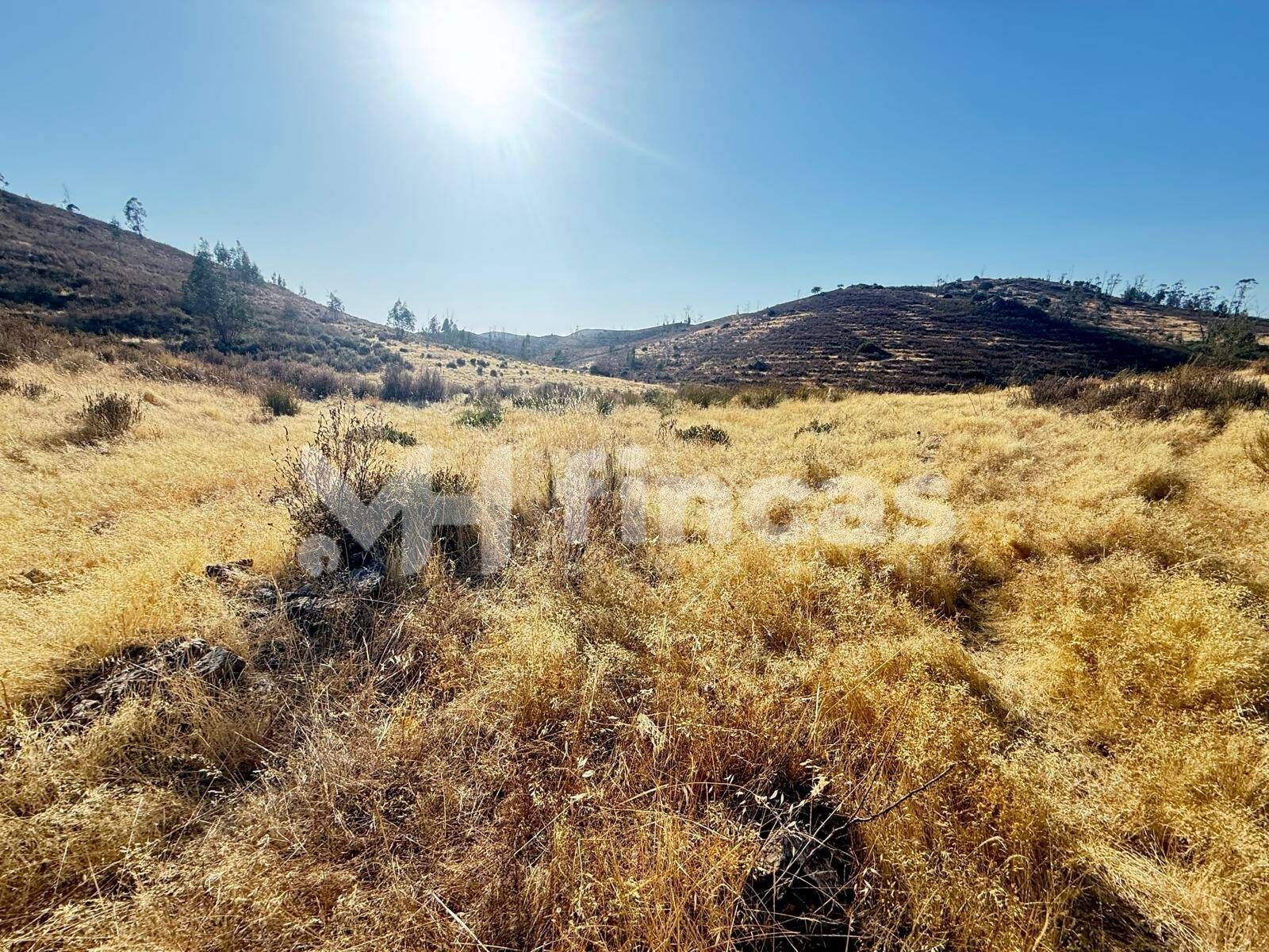 FINCA CHARNECA · 30 hectáreas con manantial, vallado y caza 