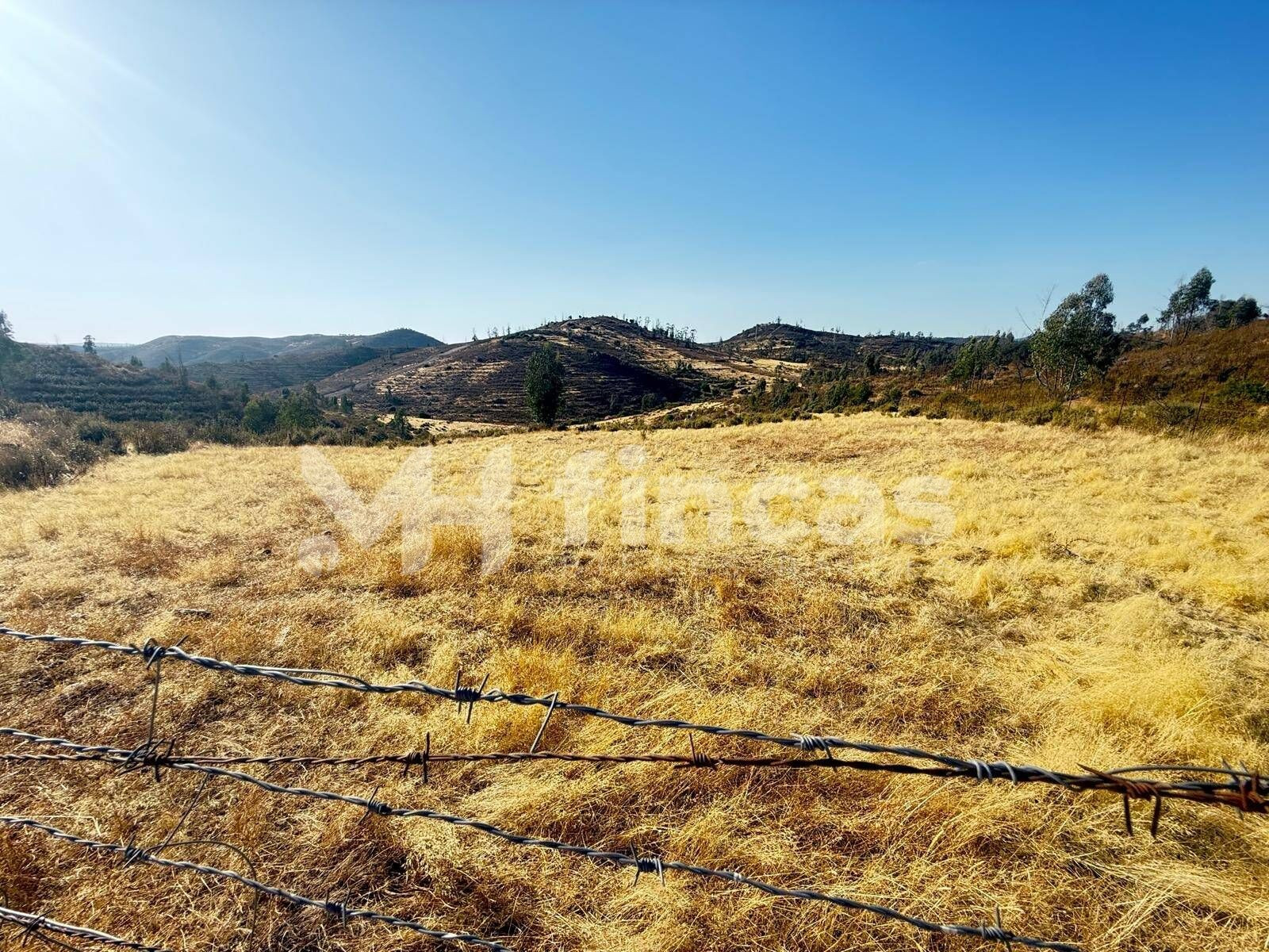 FINCA CHARNECA · 30 hectáreas con manantial, vallado y caza  - foto 4