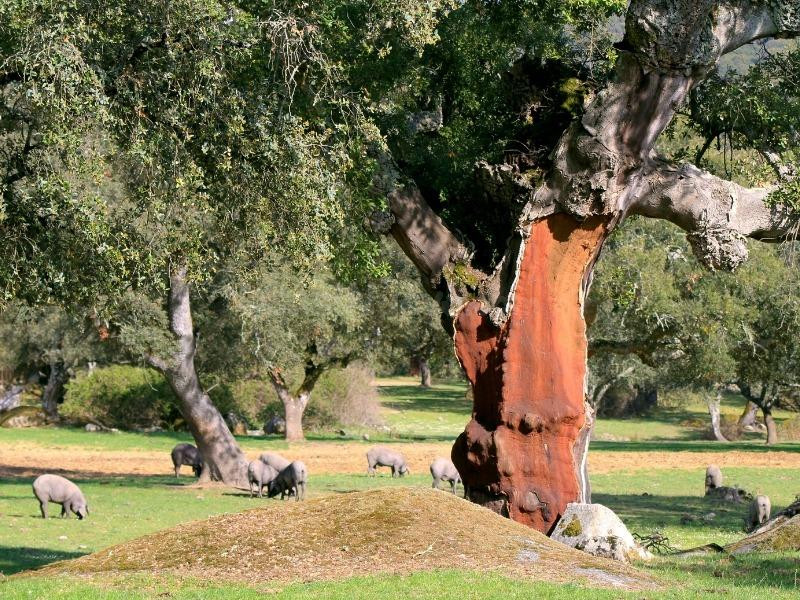 EXCEPCIONAL FINCA GANADERA EN VENTA Y DE LABOR 520 HECTÁREAS DE DEHESA