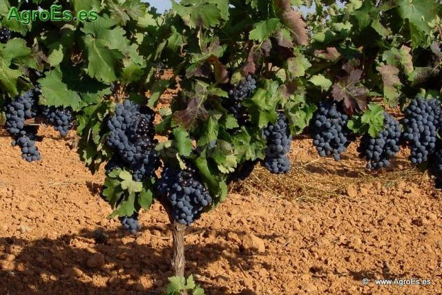 Finca agrícola en Tierra de Barros, Oportunidad única de inversión en el corazón agrícola de Extremadura