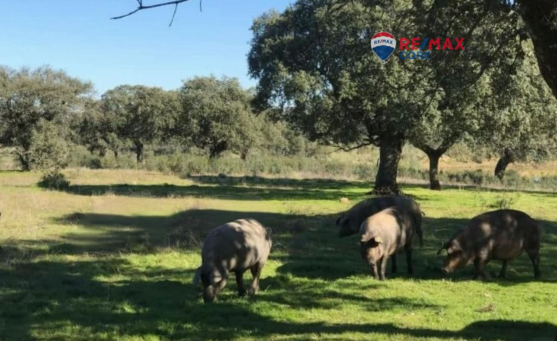 Finca en Venta: Un Paraíso Rural a Solo Diez Minutos de Badajoz