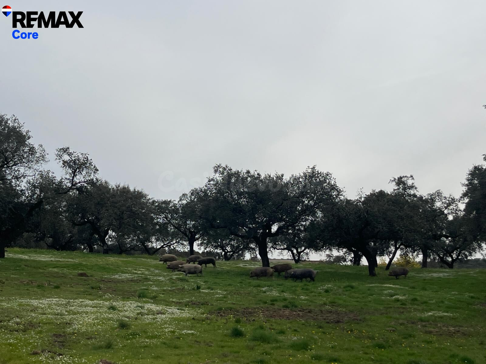 Preciosa Dehesa Extremeña - foto 4