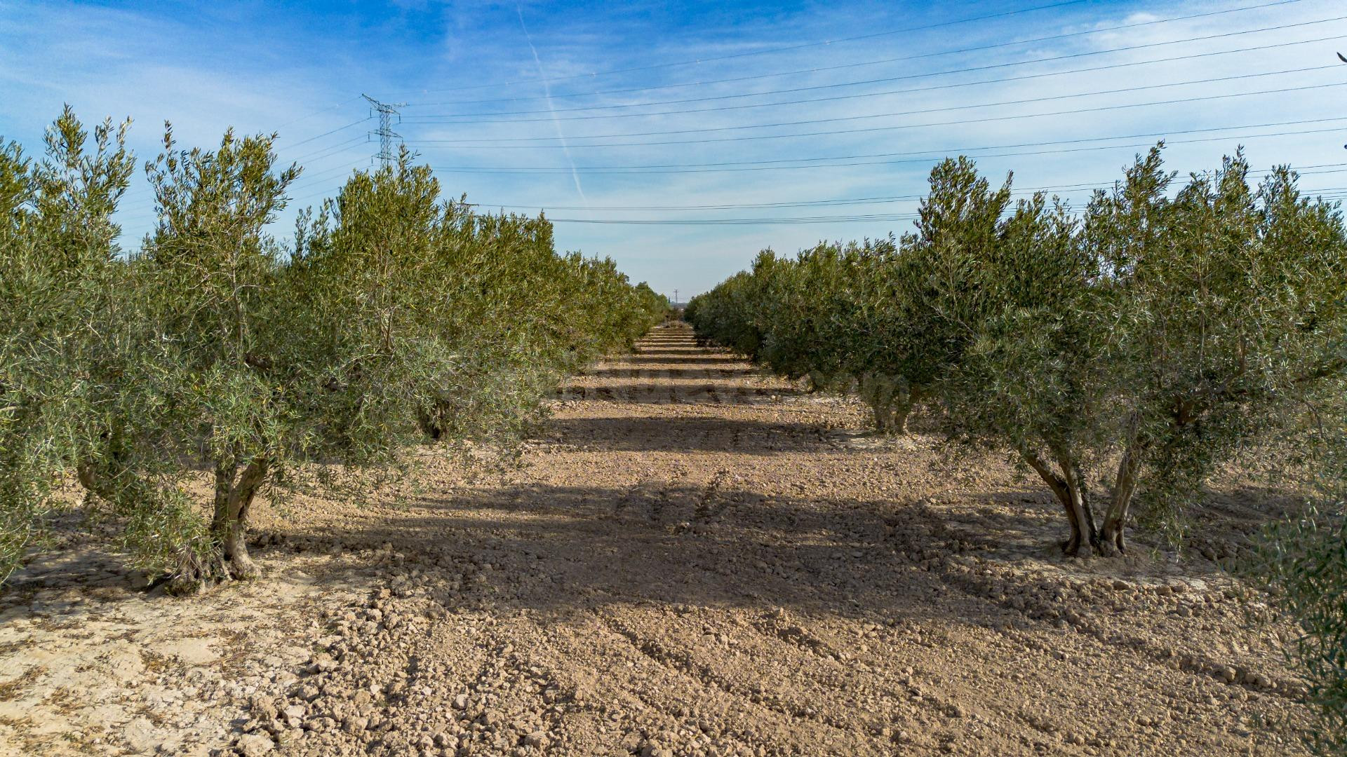 Olivares en Crevillente