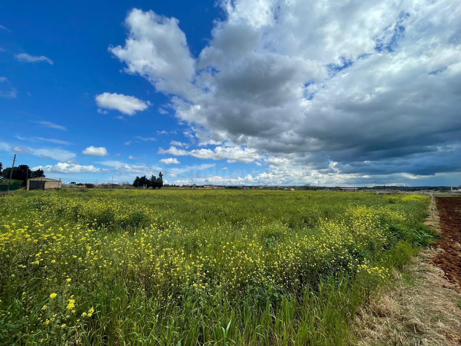 Se vende finca edificable en Sa Pobla