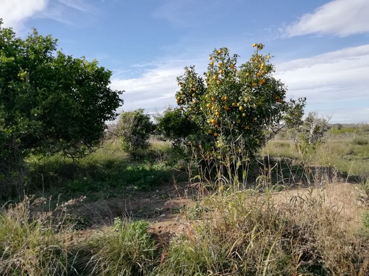 Finca Rústica en Huerto Naranjos Murcia