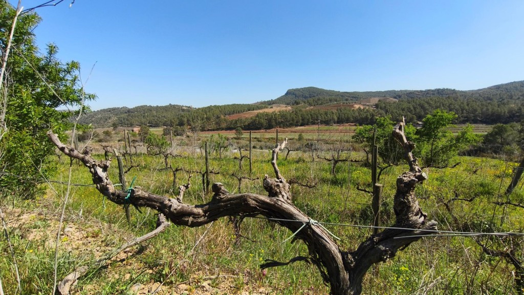 Un Viñedo Boutique en el Priorat – Cree su propio vino de au - foto 3