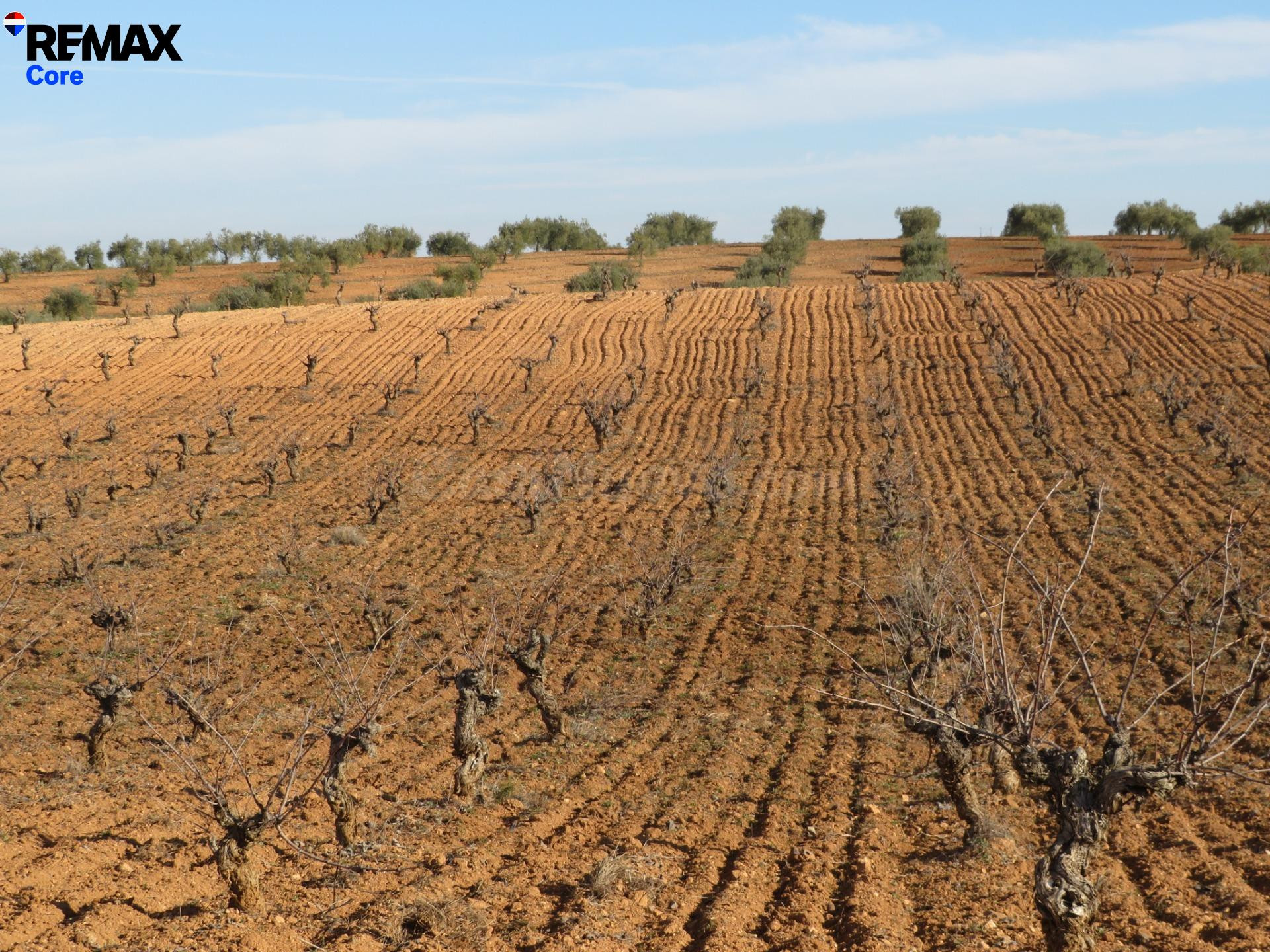 Espectacular Finca de 120 Ha en Tierra de Barros: Máxima Ren - foto 2