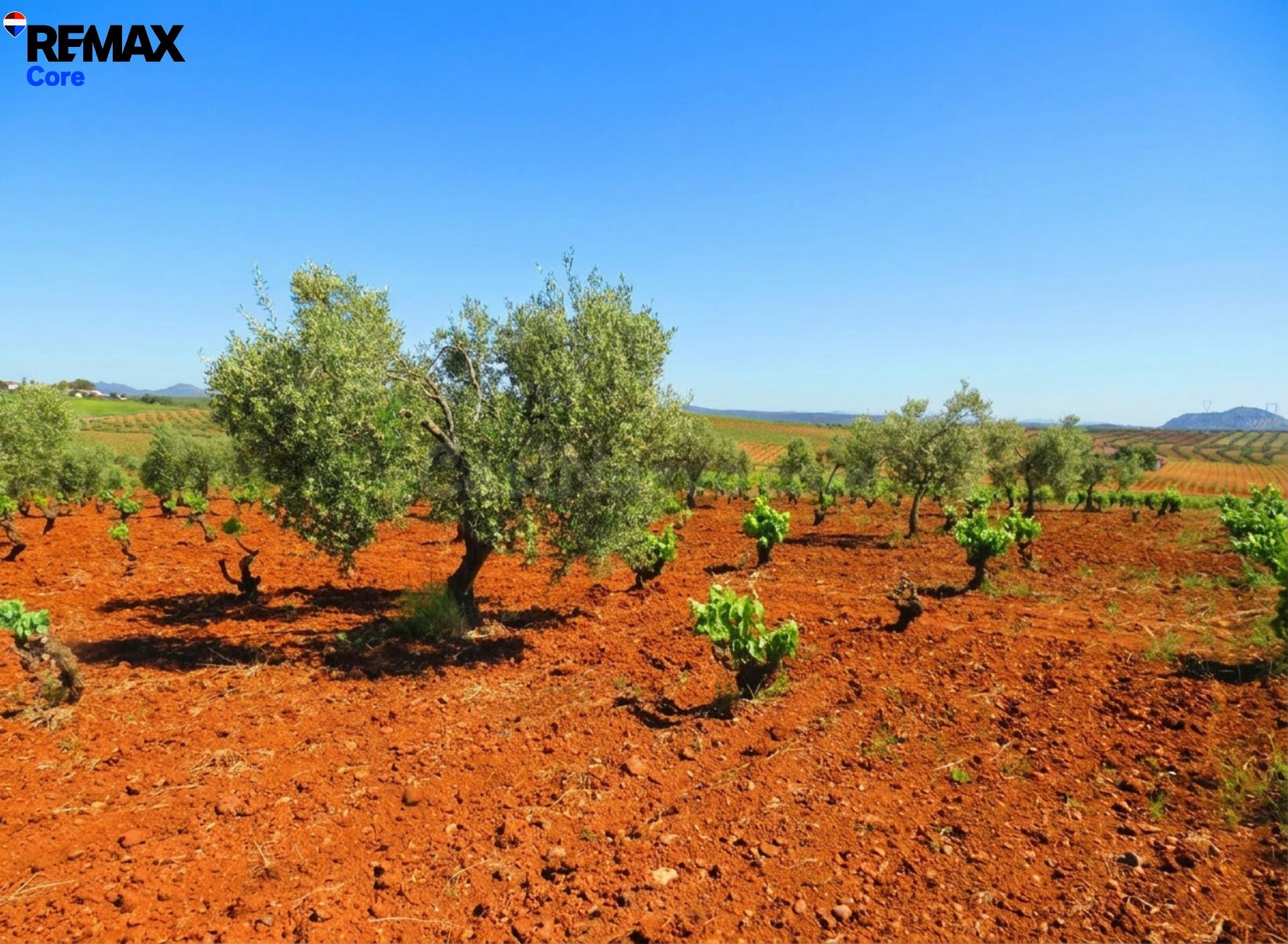 Espectacular Finca de 120 Ha en Tierra de Barros: Máxima Ren - foto 4