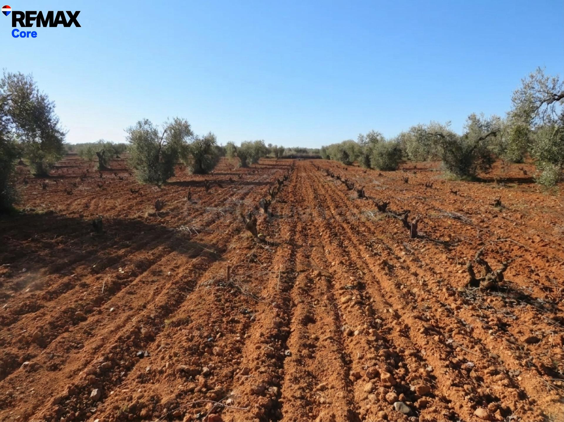 Espectacular Finca de 120 Ha en Tierra de Barros: Máxima Ren - foto 5