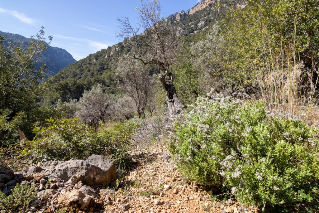 Finca rústica exclusiva en el corazón de la Tramuntana – Sóller, Mallorca