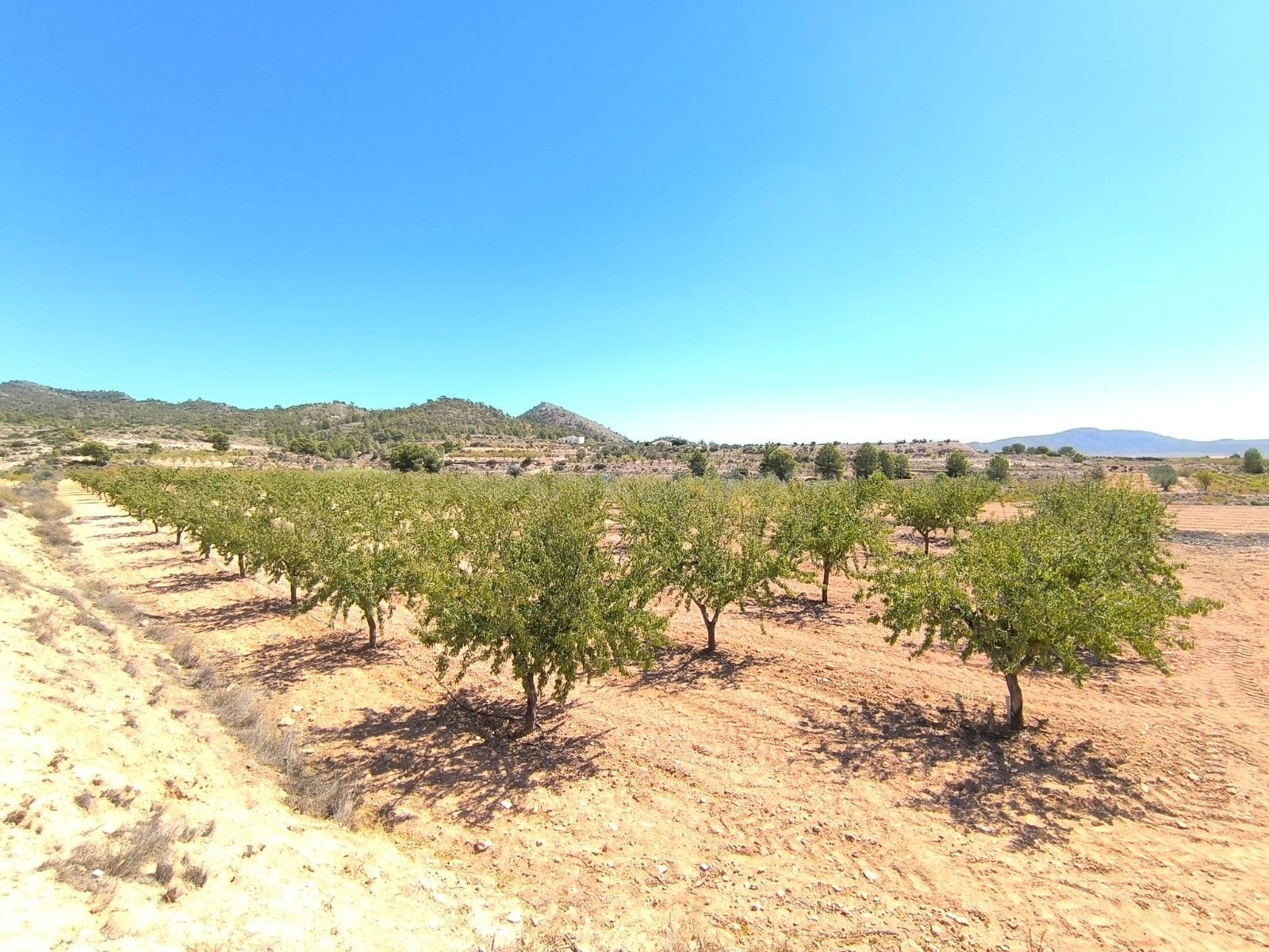 Parcela de 5 km de Monóvar, Alicante
