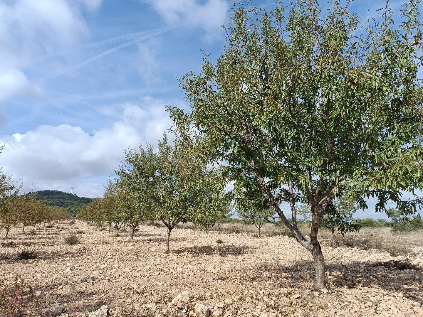 Parcela en venta - Ayuntamiento