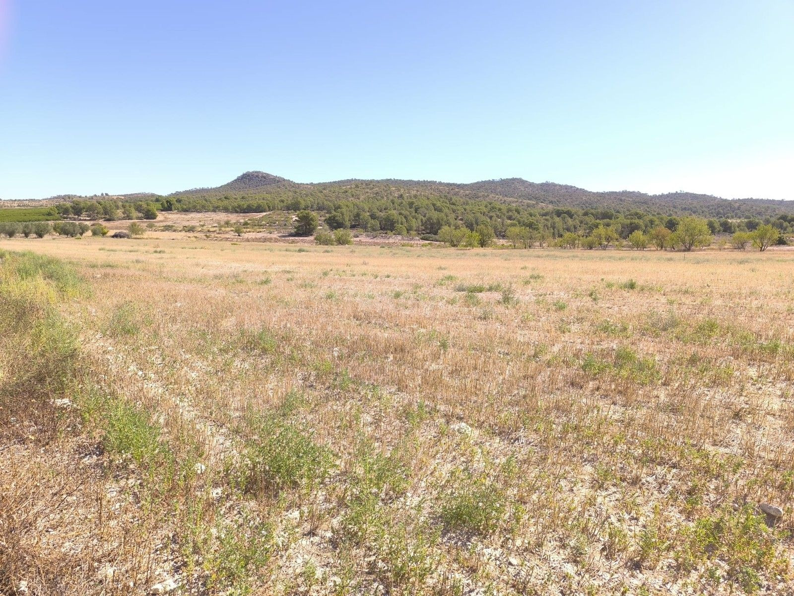 Parcela en venta en Monóvar, Costa Blanca