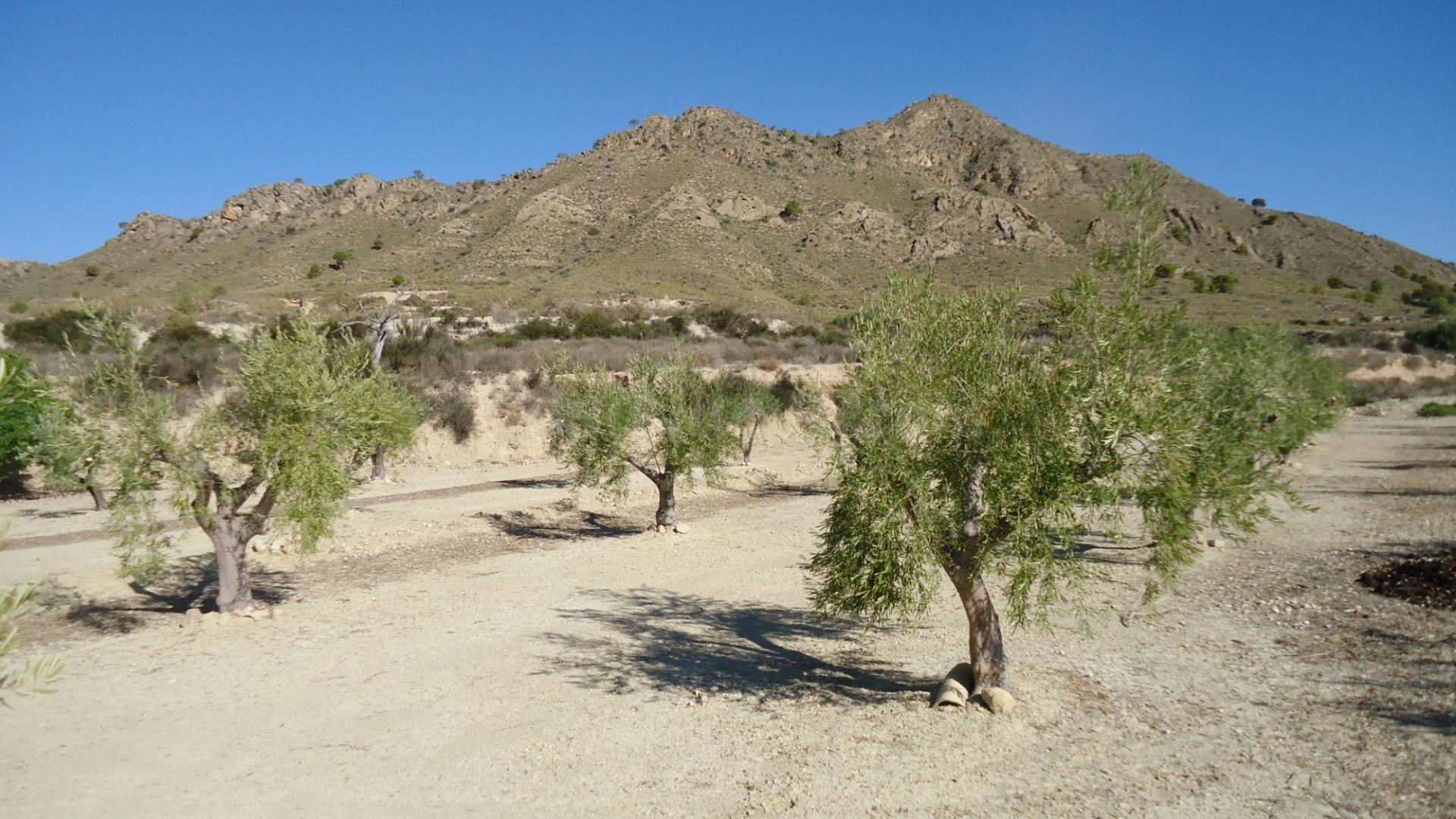 Parcela en venta - ABANILLA