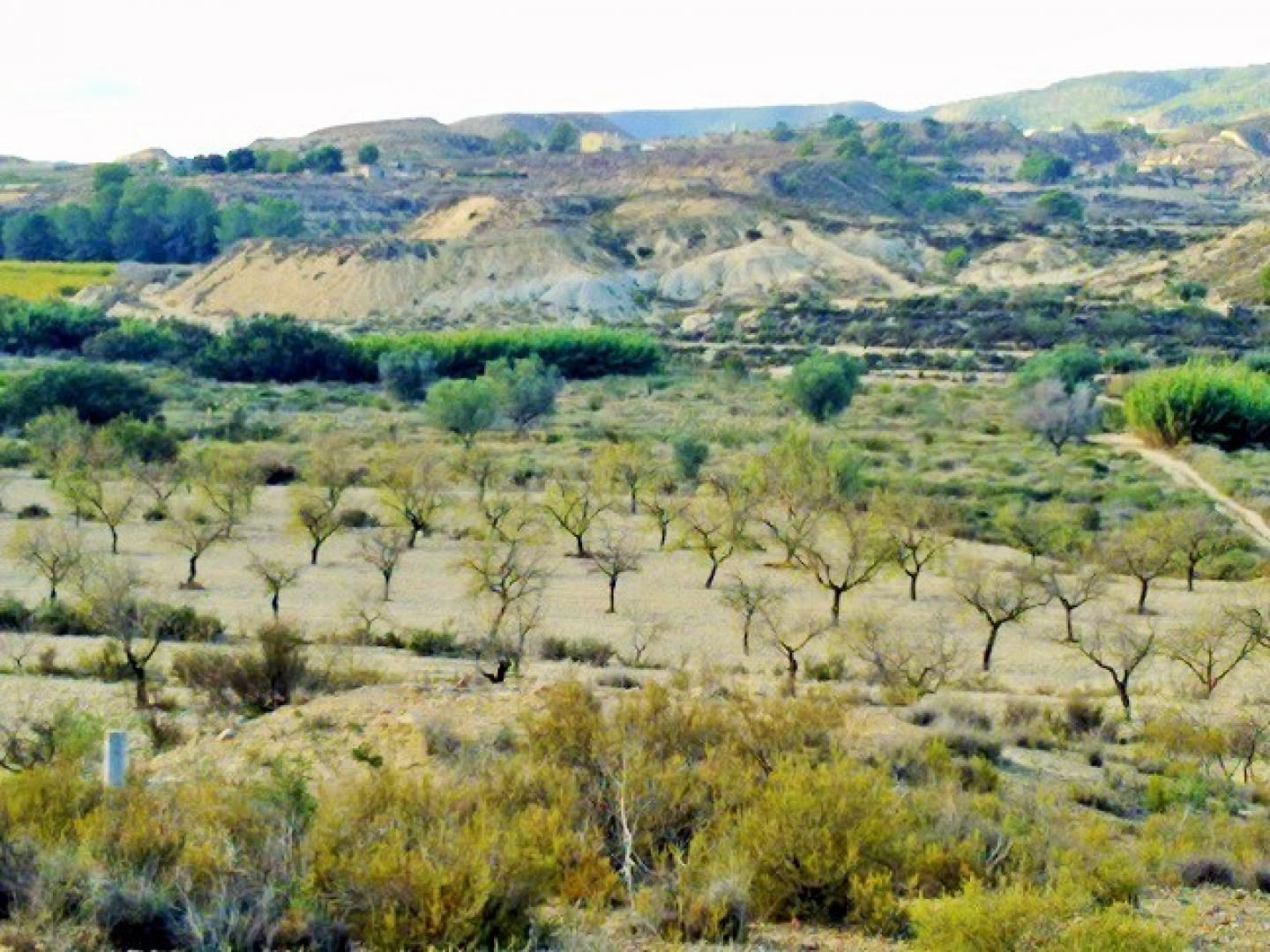 Parcela en venta - Cañadas de San Pedro