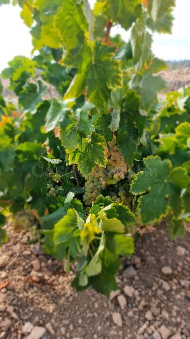 Parcela en venta - Abanilla