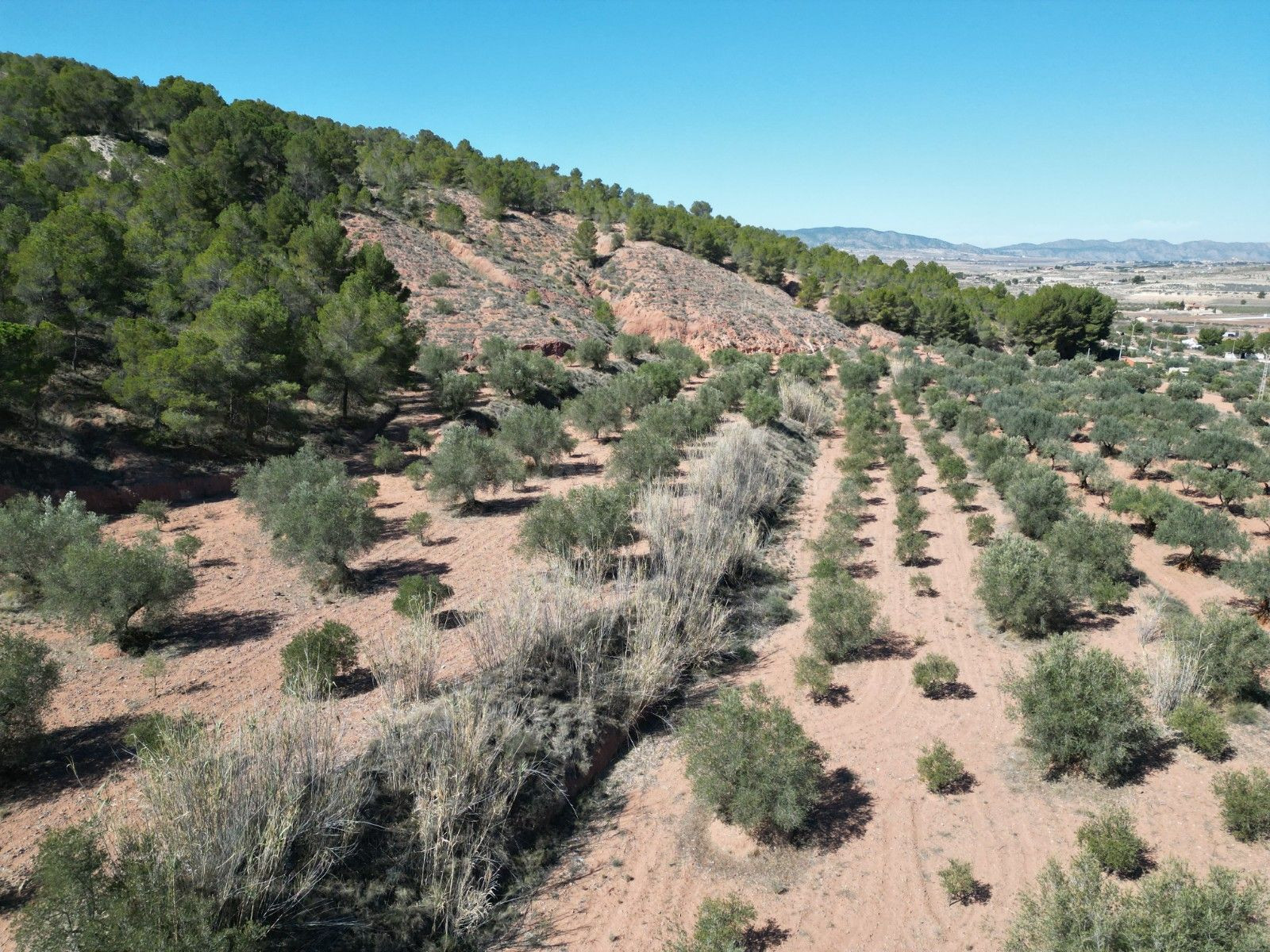 Terreno agrícola en Pinoso: Parcela de 2.000 m² para cultivo