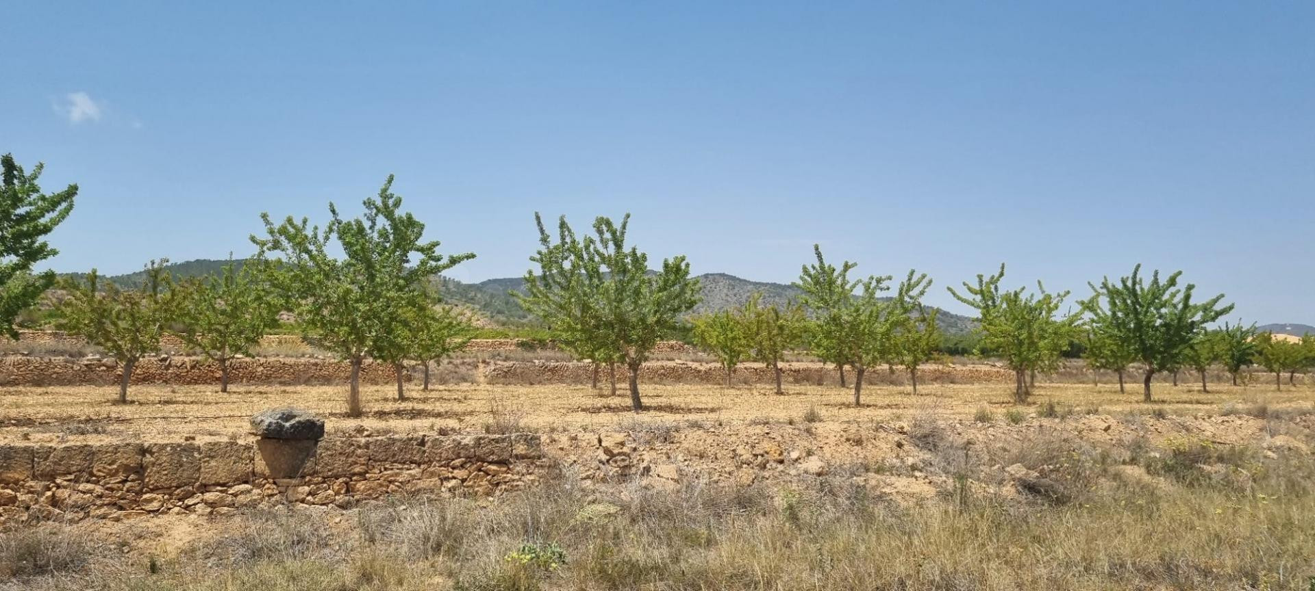 Parcela en venta - Yecla