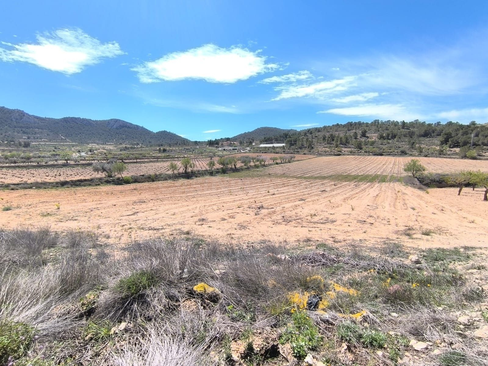 Parcela en venta - Jumilla