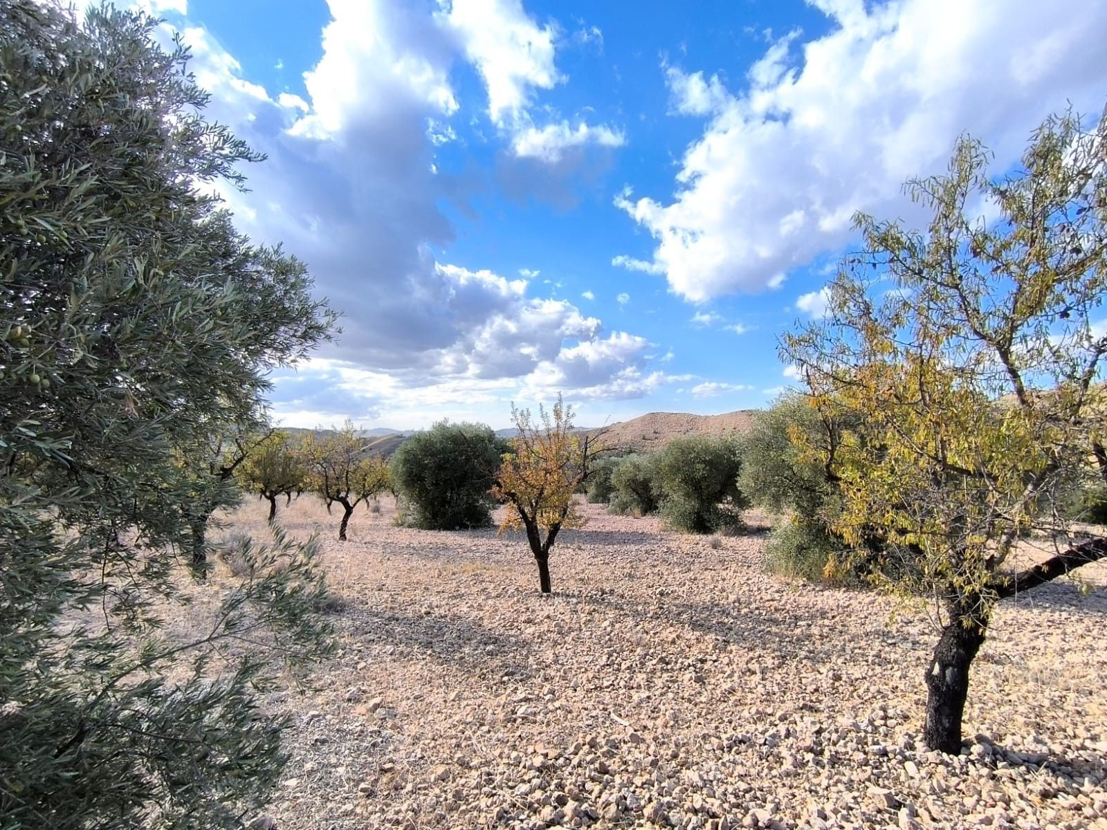 Parcela en venta - Ayuntamiento