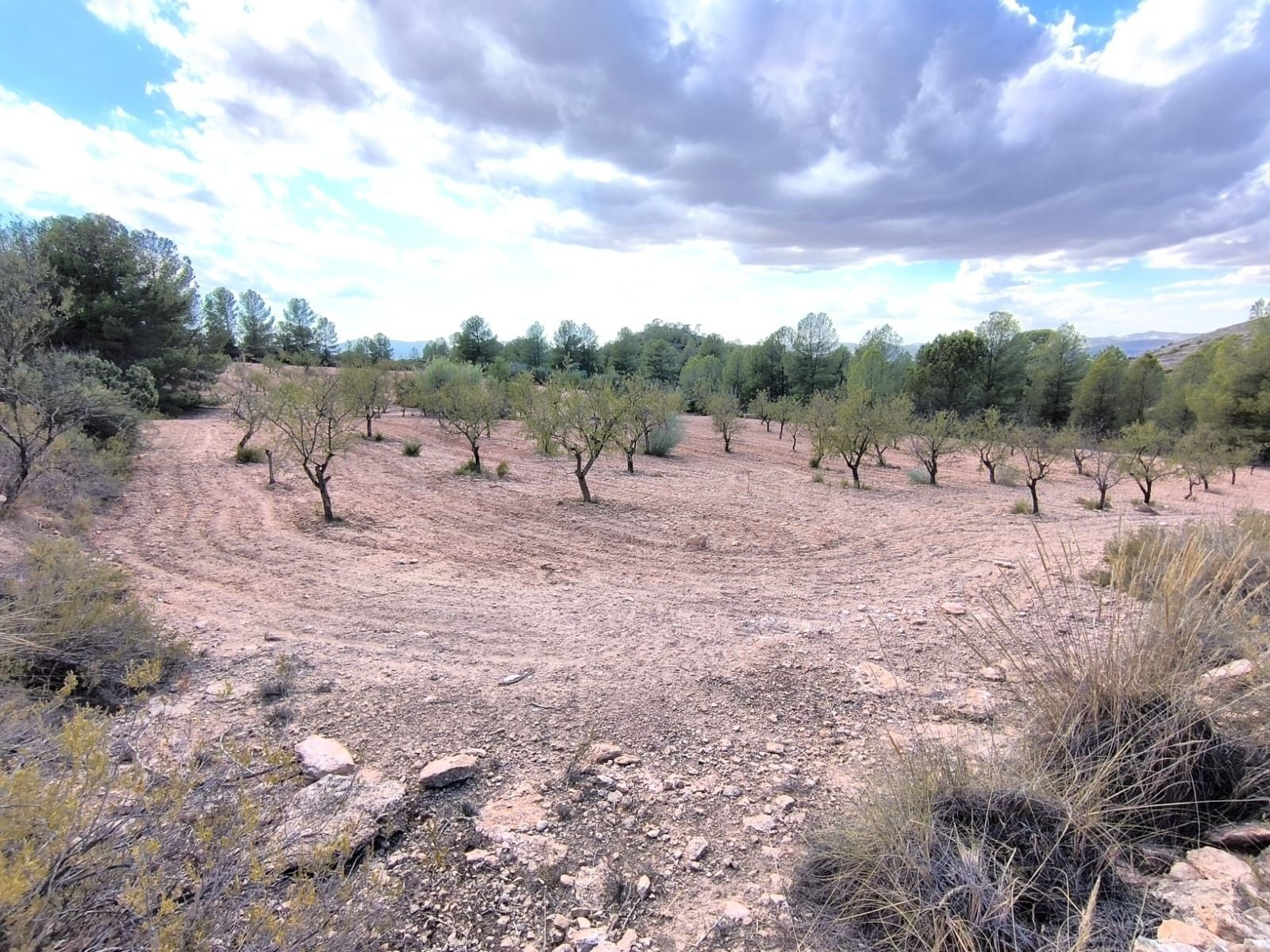 Parcela en venta - Ayuntamiento