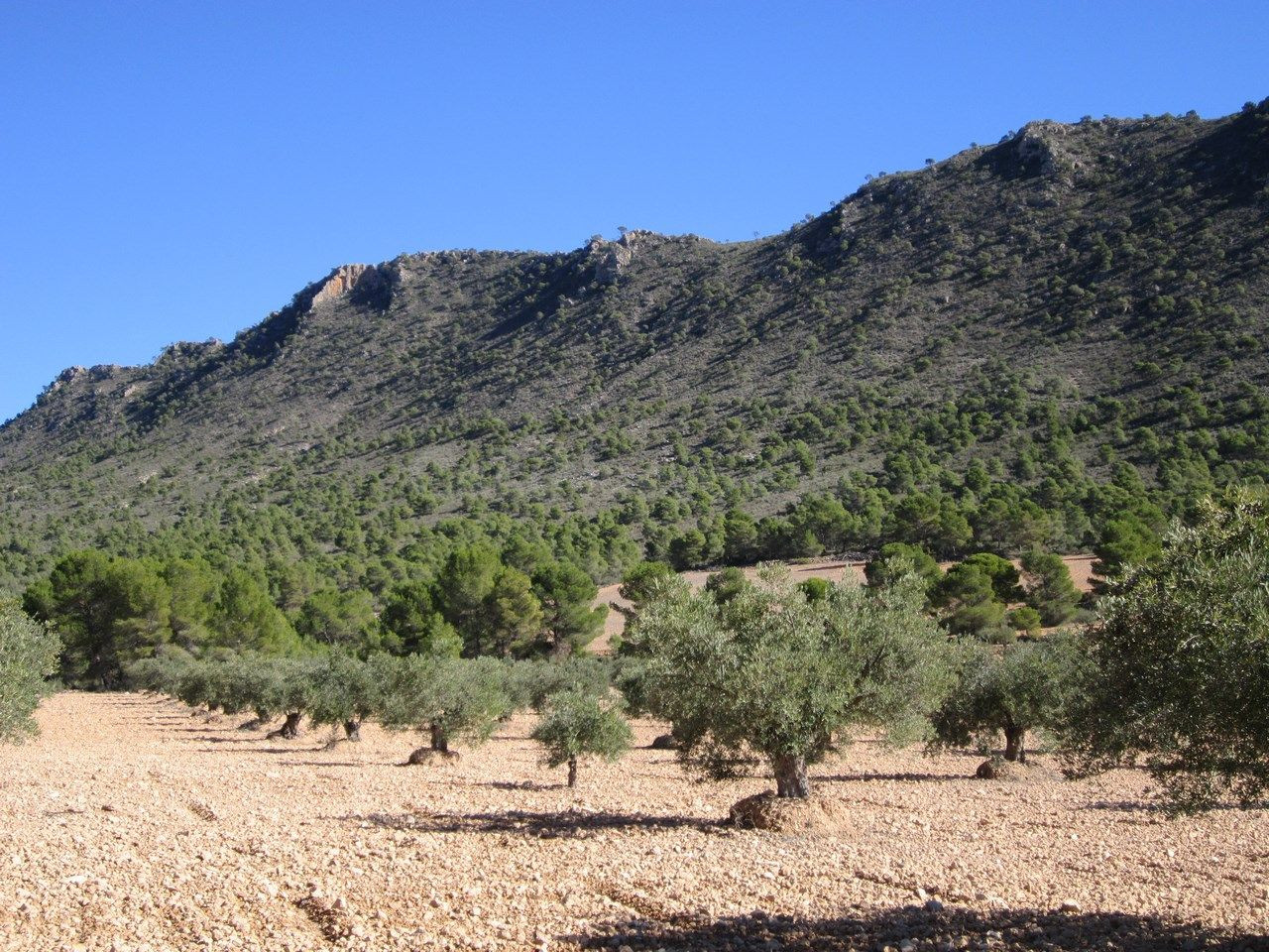 Parcela en venta - Ayuntamiento