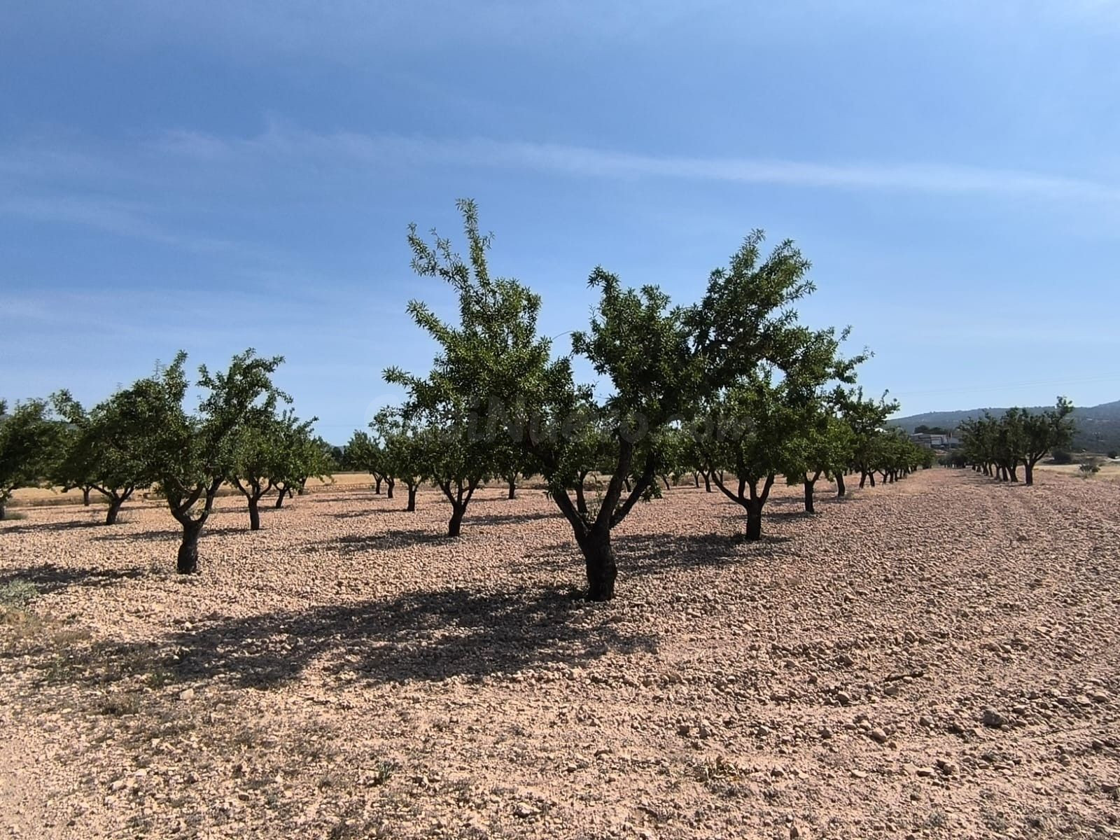 Terreno agrícola en Monóvar - 4.780 m² con acceso a riego