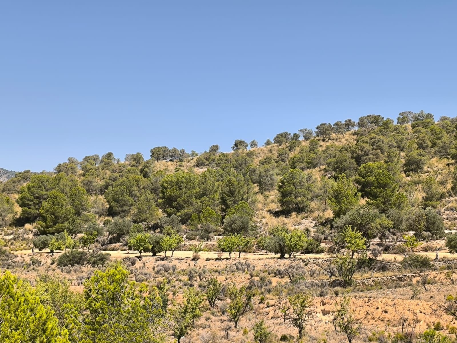 Parcela en venta en Monóvar, Comunidad Valenciana