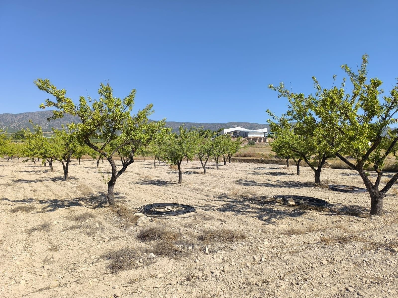 Parcelas agrícolas en Monóvar - 3.753 m² para cultivo y agricultura