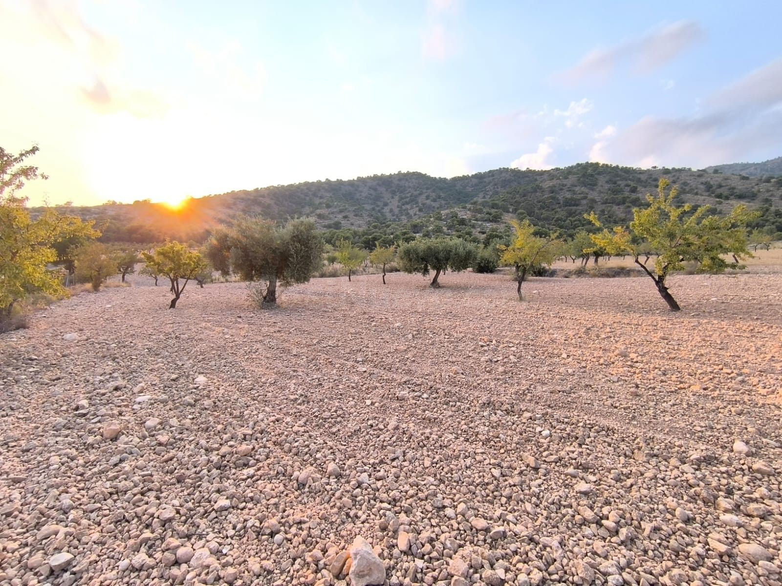 Finca en Pinoso, Alicante - Terreno con vistas a la montaña