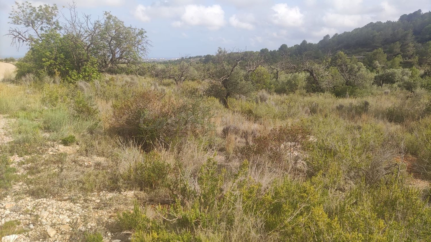 Terreno rural en venta - CORRAL DEL PITIQUILLO