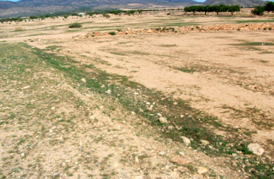 Parcela en alquiler - Los Almagros - Los Paganes - El Escoba - foto 5