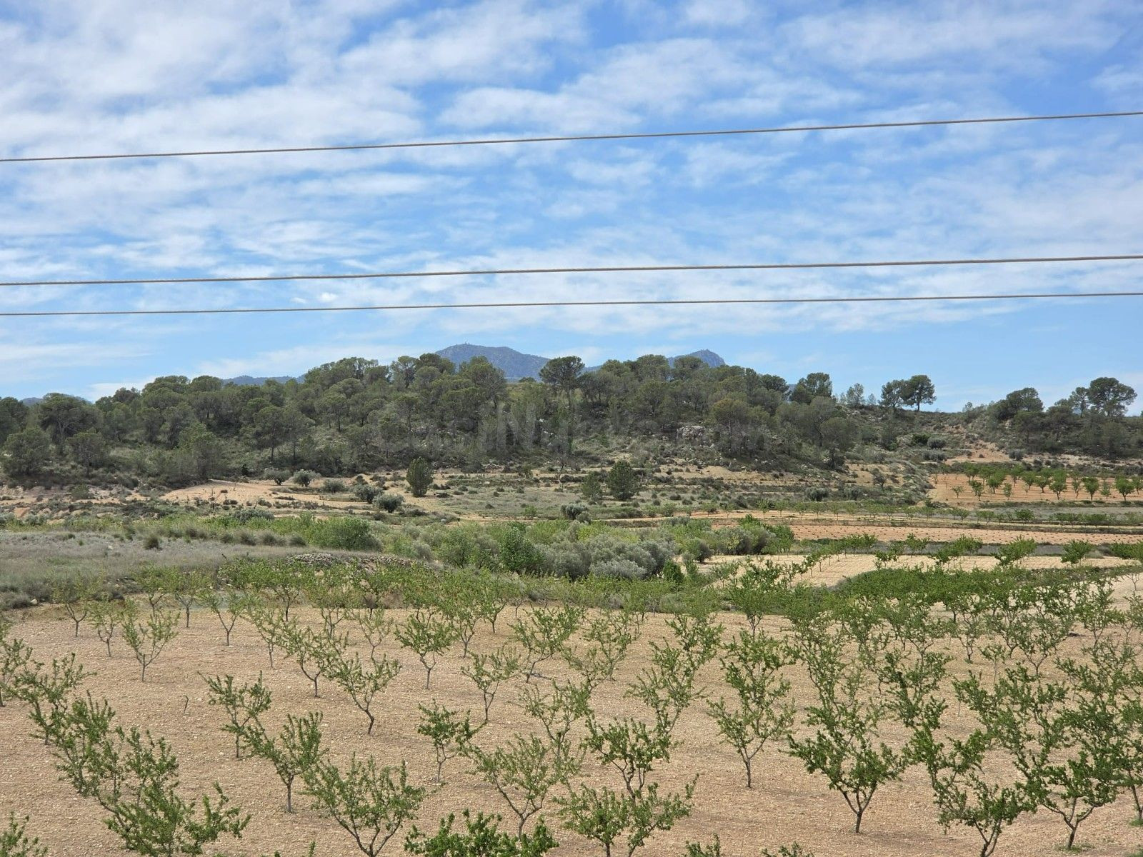 Parcela en venta - Jumilla centro