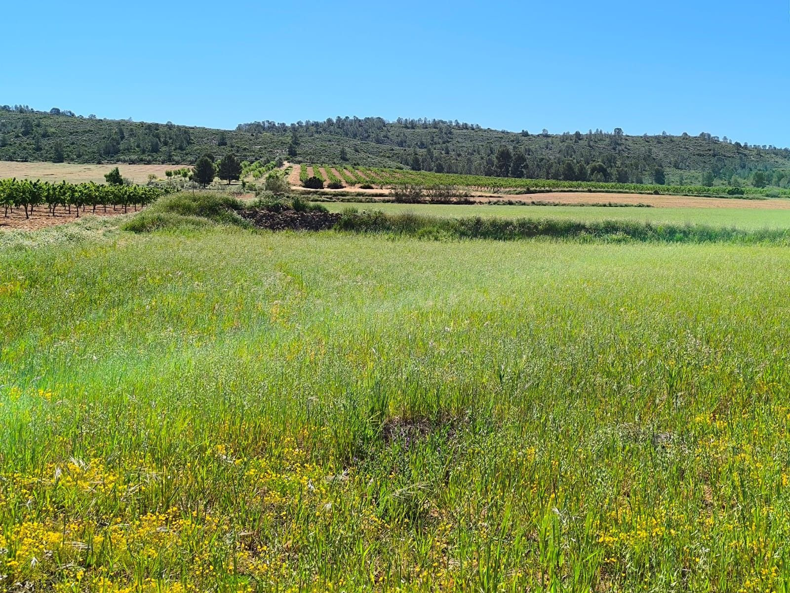 Parcela en venta - Ayuntamiento