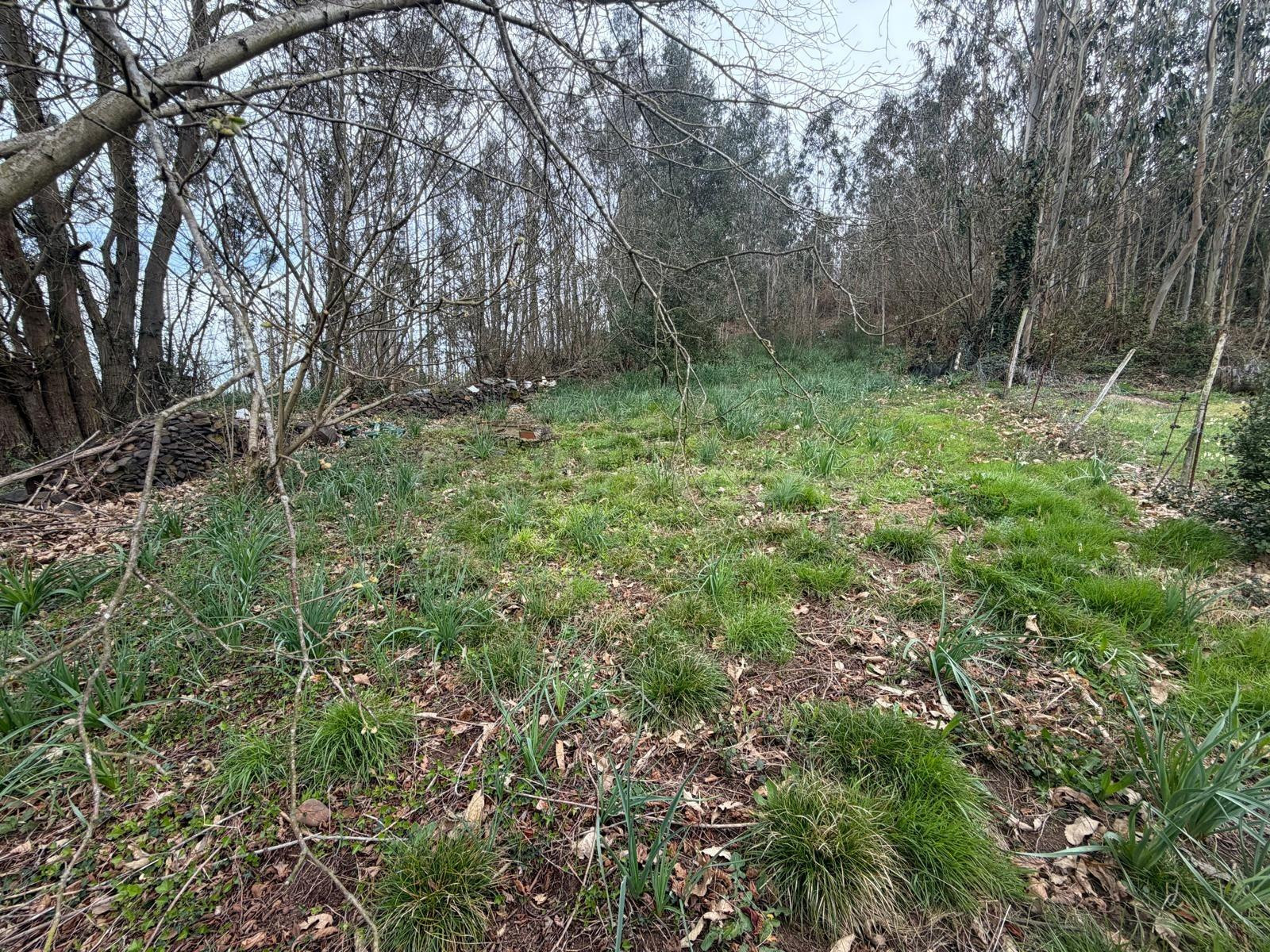 Casa de campo con 21.535 m2 de terreno en Las Regueras - foto 2