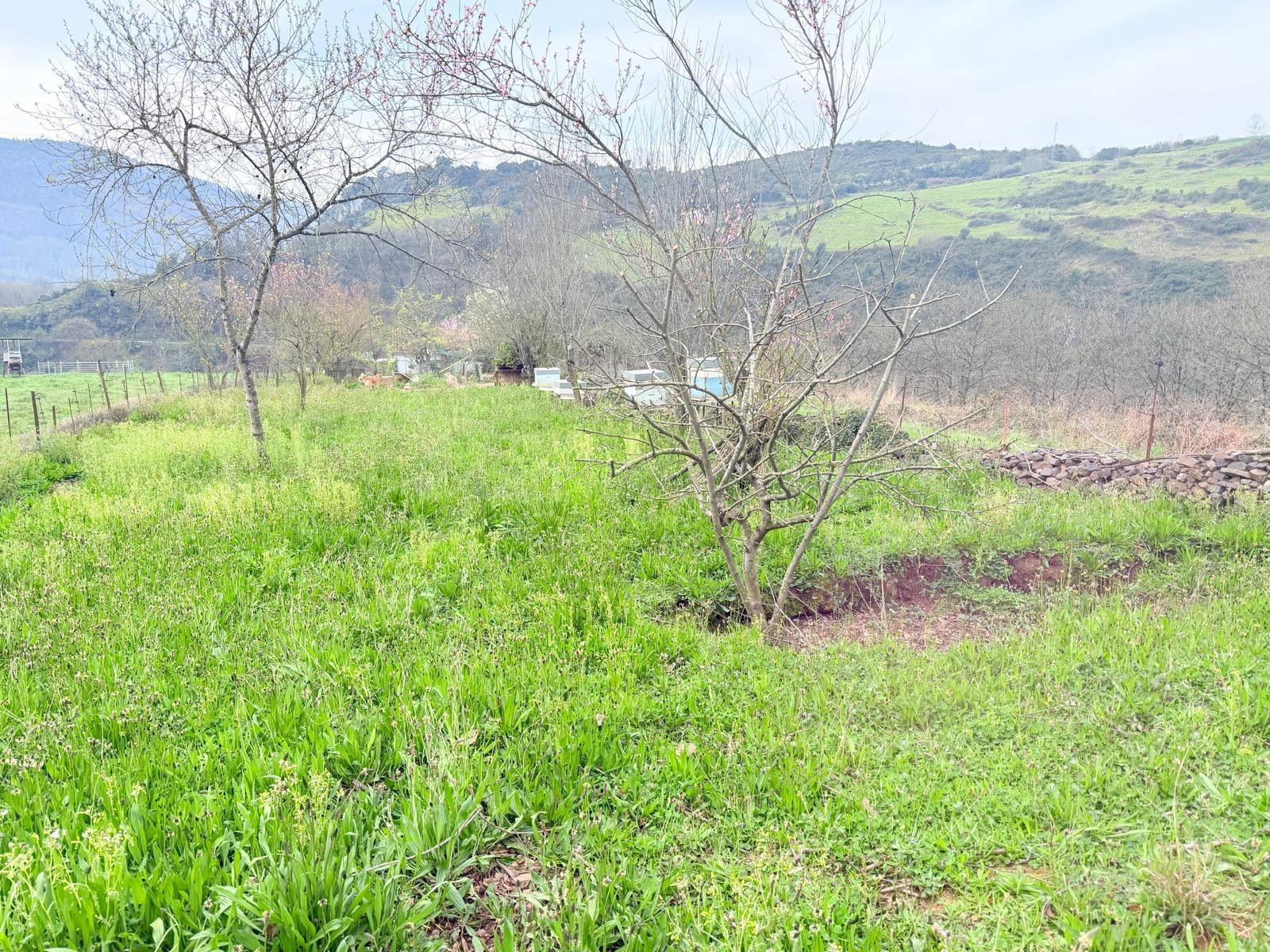 Casa de campo con 21.535 m2 de terreno en Las Regueras - foto 4