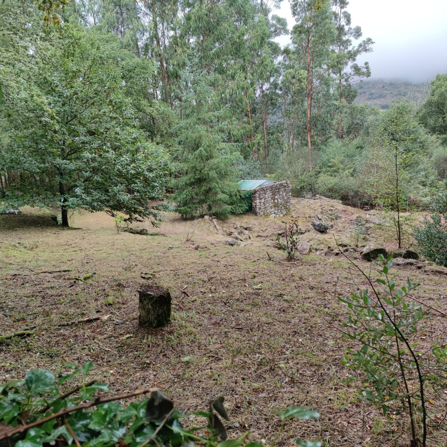 Terreno Rústico en venta - Cerdedo-Cotobade - foto 5