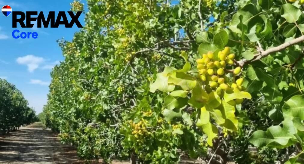 Finca de regadío de 174 ha con concesión oficial de agua — R - foto 3