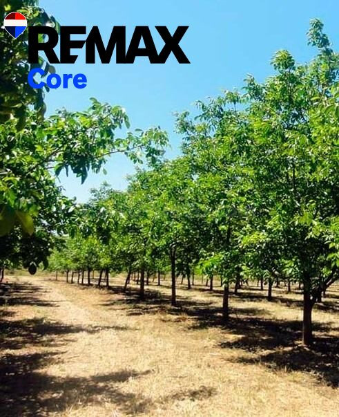 Finca de regadío de 174 ha con concesión oficial de agua — R - foto 4