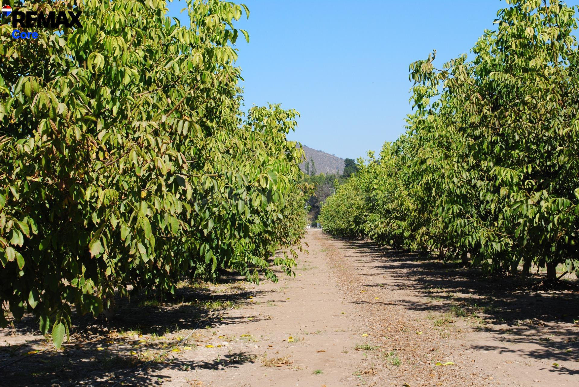 Finca de regadío de 174 ha con concesión oficial de agua — R - foto 5
