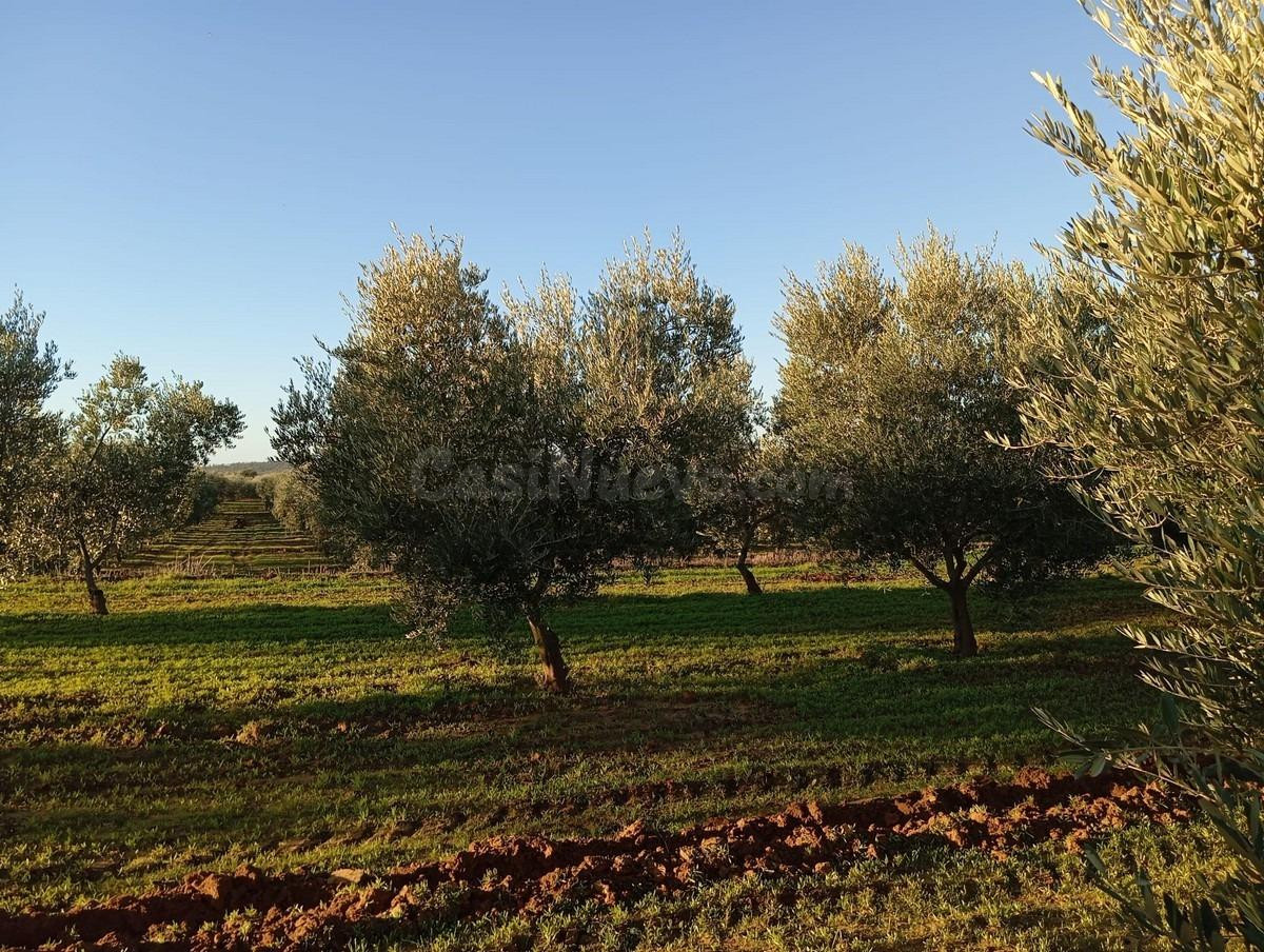 MAGNÍFICA FINCA DE OLIVAR EN PRODUCCIÓN